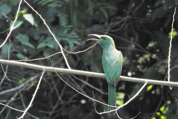 Green Bee eater Bird Perched on Branch Wildlife Photography Nature Scene