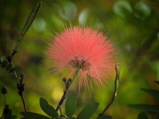 Stunning Pink Powder Puff Flower Blooming in Lush Green Garden