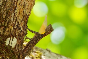 Obraz premium Flying Dragon Lizard on Tree Branch Vivid Green Background Wildlife Photography