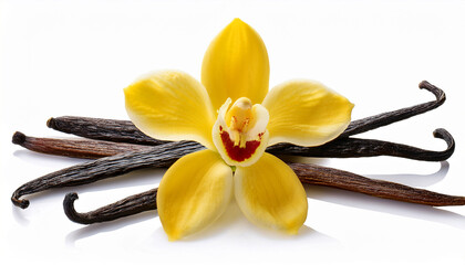vanilla pods and flower isolated