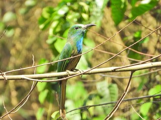 Green Bee eater Bird Perched on Branch Vibrant Tropical Wildlife Nature Photography