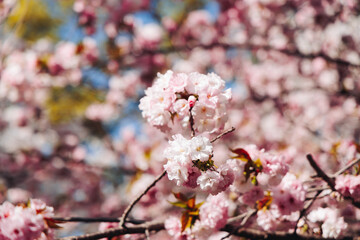Cherry blossom season in Japan, hanami in park, blooming pink sakura, plum and peach trees in the streets of Fukuoka, Kyushu island region, sunny day, pink Cherry blossoms, spring full bloom in April