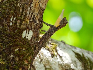 Draco Lizard Perched on Mossy Tree Branch in Lush Green Forest