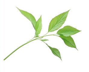 Green Leaf Foliage on White Background