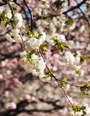 Cherry blossom season in Japan, hanami in park, blooming pink sakura, plum and peach trees in the streets of Fukuoka, Kyushu island region, sunny day, pink Cherry blossoms, spring full bloom in April