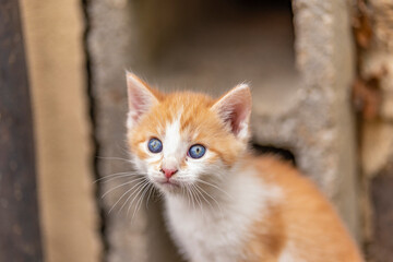 cute little ginger kitten in daylight on spring