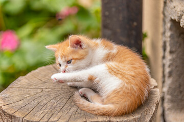 cute little ginger kitten in daylight on spring