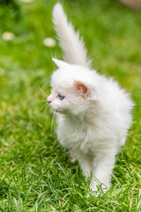 small white kitty portrait on spring day in garden