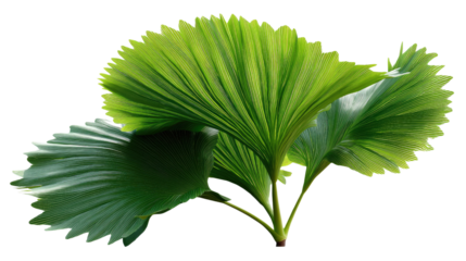 Leafy Lushness: The image reveals an enchanting perspective of broad, verdant leaves unfurling, showcasing the beauty of plant life