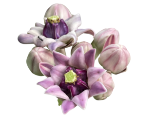 orchid isolated on white background Giant Indian Milkweed. Crown Flower Double love flower Purple Green