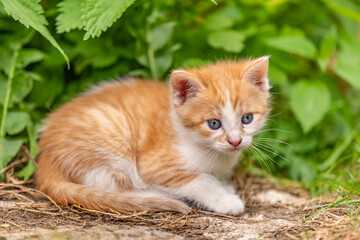 cute little ginger kitten in daylight on spring