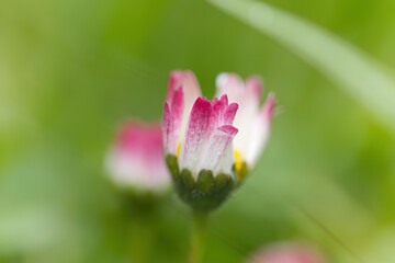 close up of a white flowers, pink Bellis perennis, lonely daisy flower on the meadow, pink daisy, blossom of daisies, beautiful meadow with white pink blossoms © Rebecca