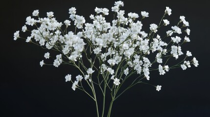 White gypsophila flowers