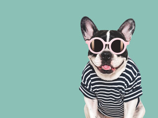 Cute puppy, sunglasses and bright t-shirt. Dog smiling. Travel preparation and planning. Closeup, indoor. Studio shot, isolated background. Vacation, travel and tourism concept. Pets care