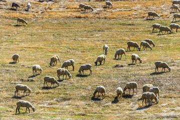 summer countryside landscape inside val d'agri, basilicata
