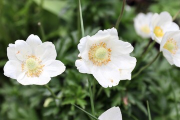 Anemonoides sylvestris, also known as snowdrop anemone or windmill snowdrop, is a perennial plant that blooms in spring, 