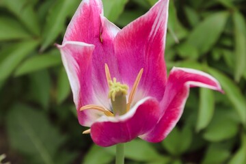 pink tulips with white edging on a green background in a flower bed