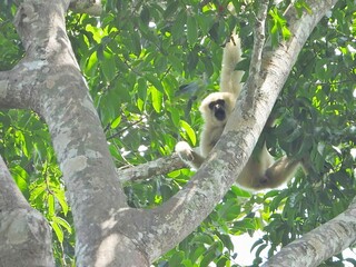 White handed Gibbon Hanging in Lush Tropical Rainforest Tree Canopy