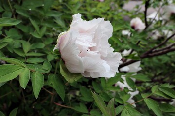 Paeonia rockii, or Rock's peony, is a tree peony species named after Joseph Rock. It is one of...