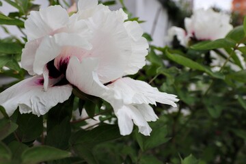 Paeonia rockii, or Rock's peony, is a tree peony species named after Joseph Rock. It is one of several species that are popularly called tree peony, and is native to the Gansu Mountains 