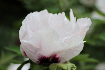 Paeonia rockii, or Rock's peony, is a tree peony species named after Joseph Rock. It is one of several species that are popularly called tree peony, and is native to the Gansu Mountains 
