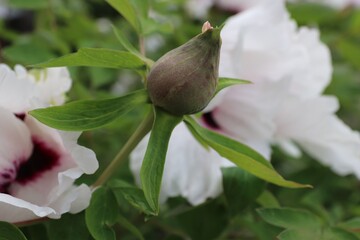 Paeonia rockii, or Rock's peony, is a tree peony species named after Joseph Rock. It is one of several species that are popularly called tree peony, and is native to the Gansu Mountains 