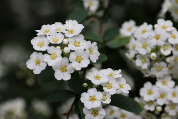 Spiraea cantoniensis, Riva spiraea, wedding wreath spiraea, double white May, Cape May or May bush...