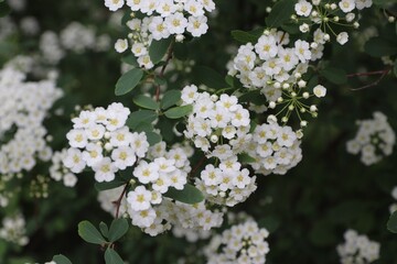 Spiraea cantoniensis, Riva spiraea, wedding wreath spiraea, double white May, Cape May or May bush is a species of plant native to China that belongs to the rose family.