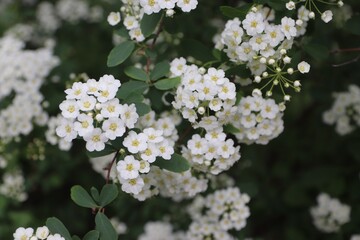 Spiraea cantoniensis, Riva spiraea, wedding wreath spiraea, double white May, Cape May or May bush...