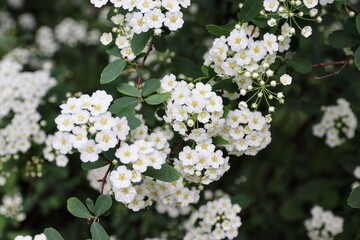 Spiraea cantoniensis, Riva spiraea, wedding wreath spiraea, double white May, Cape May or May bush is a species of plant native to China that belongs to the rose family.