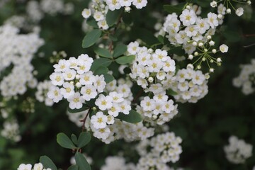 Spiraea cantoniensis, Riva spiraea, wedding wreath spiraea, double white May, Cape May or May bush...