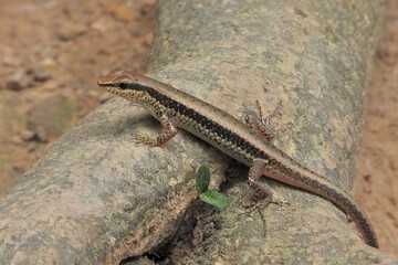 Close up of a Brown and Black Striped Skink Lizard on a Log in Nature