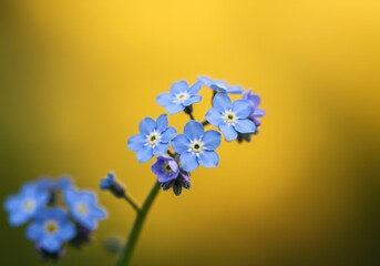A close up of a cluster of small blue forget me not flowers against a yellow and green blurred background