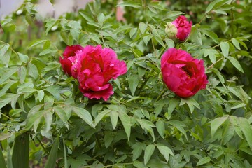 Paeonia rockii, or Rock's peony, is a tree peony species named after Joseph Rock. It is one of...