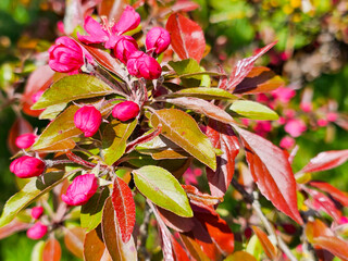Large purple plum buds with young foliage on a clear spring day close-up