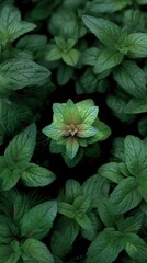 White circular mockup surrounded by vibrant green leaves and cork pieces, ideal for showcasing natural products in a flat lay arrangement