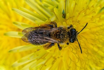 A bee collecting pollen on a vibrant yellow flower