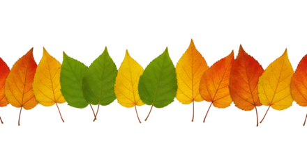 maple leaves frame rainbow colored autumn leaves isolated transparent PNG	
