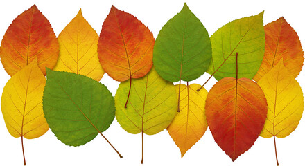 Obraz premium colorful autumn maple leaves frame rainbow colored autumn leaves isolated transparent PNG 