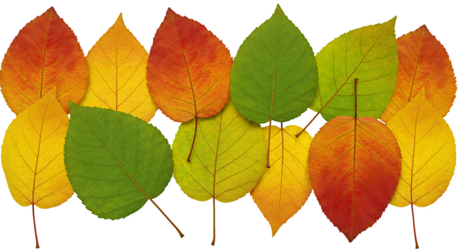 colorful autumn maple leaves frame rainbow colored autumn leaves isolated transparent PNG	
