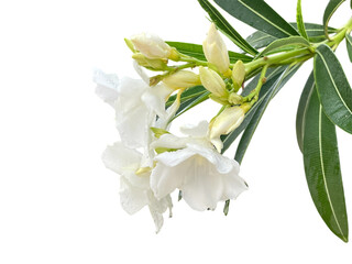 lily of the valley Oleander, Sweet Oleander, Rose Bay, White, green, leaves, flowers, water drops,...