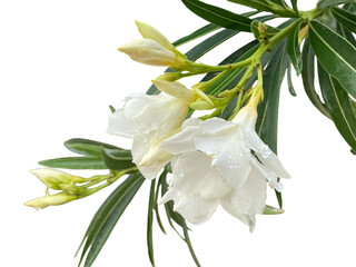 lily of the valley Oleander, Sweet Oleander, Rose Bay, White, green, leaves, flowers, water drops,...