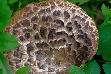 Dryads saddle fungus. Polyporus squamosus. Close up image of fungus on a tree trunk
