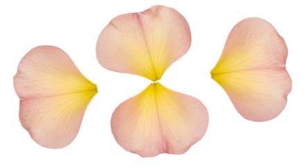 Set of pink tulip petals isolated on transparent background, PNG
