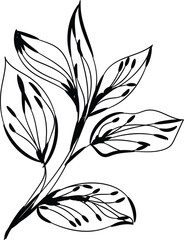 Elegant Black and White Hand Drawn Botanical Illustration of a Leaf Branch