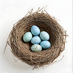 Obraz premium Nest with Blue Eggs in Natural Nesting Material on White Background