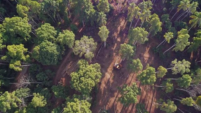 A deforested area within a once dense forest, characterized by towering trees and open sky