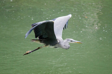 Grey Heron