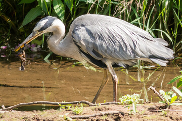 Fototapeta premium Grey Heron