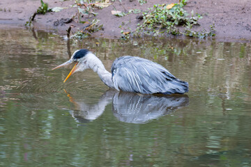 Grey Heron